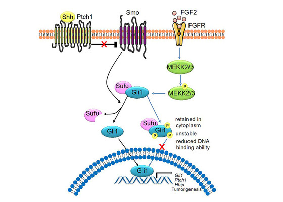 Oncogene：Hedgehog信号通路抑制关键机制