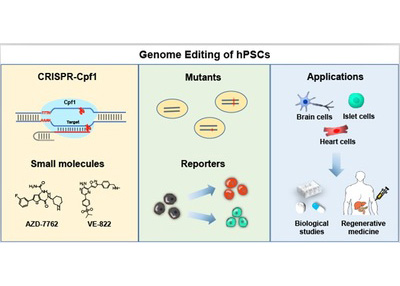 Nature子刊：人多能干细胞CRISPR-Cpf1精准基因编辑新技术