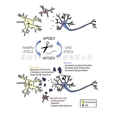 Neuron：APOE4变异如何改变脑细胞