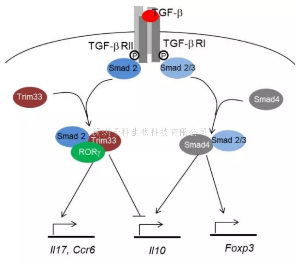 生命中心 PI 董晨课题组发文报道致病性 Th17 细胞调控新机制