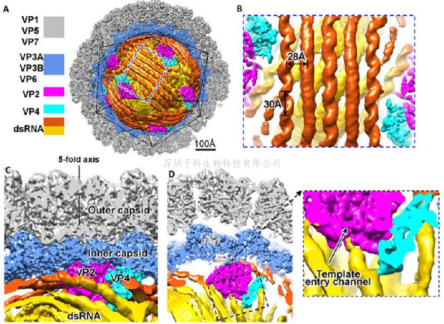 PNAS：双链RNA病毒衣壳内部的核酸和聚合酶复合物结构