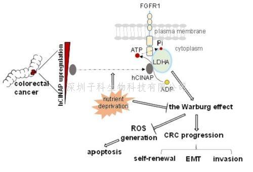 Nature子刊：结直肠癌干细胞自我更新的新机制