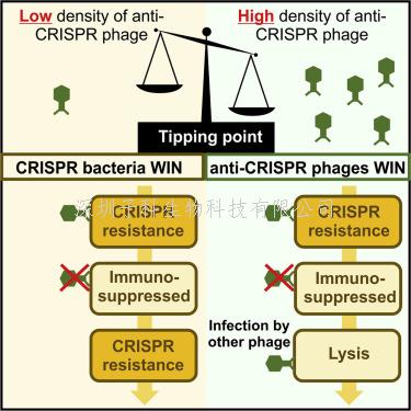 反CRISPR噬菌体合作克服CRISPR-Cas免疫