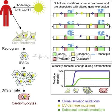 人类诱导多能干细胞的“突变载量”研究