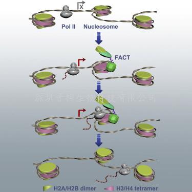 单分子磁性镊子揭示FACT在基因调节中的双重身份