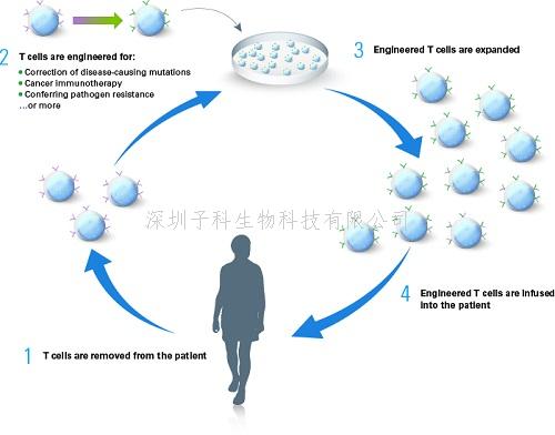 Takara科学家带您解读《Nature》重磅：CRISPR向T细胞改造迈出巨大一步