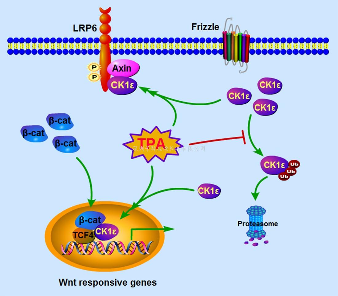 深圳大学PNAS发表首发性成果：Wnt信号通路激活的新颖机理