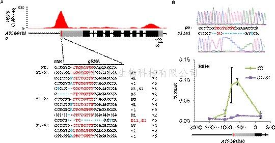 中山大学最新文章：CRISPR/Cas9技术在植物体内验证DNA基序