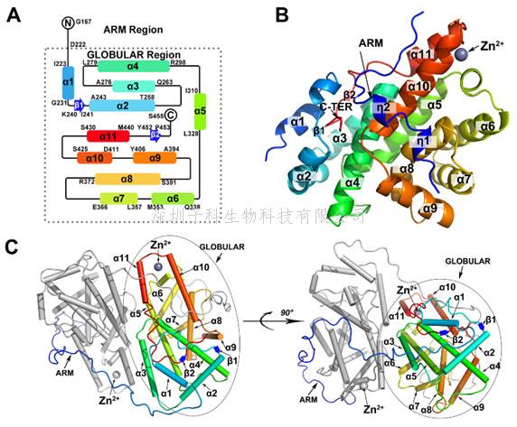 武汉大学PLoS Pathogens解析KSHV重要功能蛋白ORF57结构