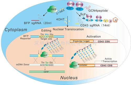 更优性能的药物诱导CRISPR/Cas9技术系统