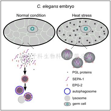 张宏研究员发表Cell文章：相变调节自噬降解的机制