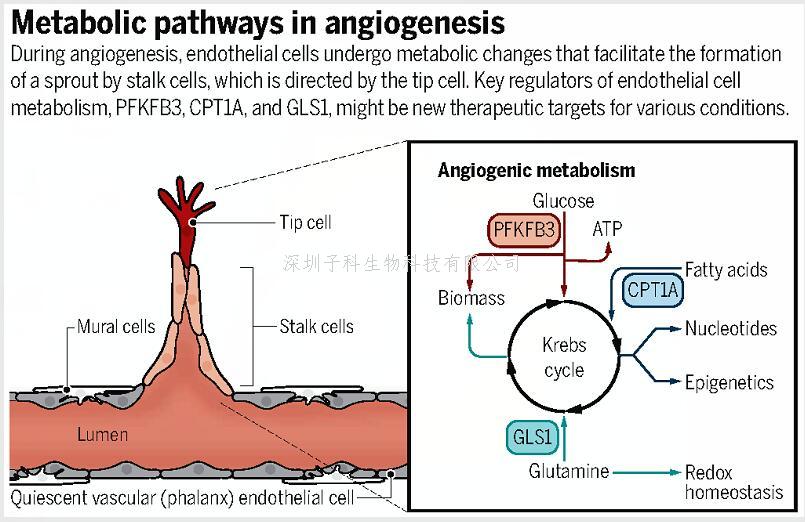 中山大学学者联合发表Nature，Science：揭示血管研究新机制