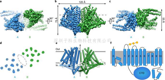 北大学者Nature子刊发布新型机械力敏感离子通道作用机制