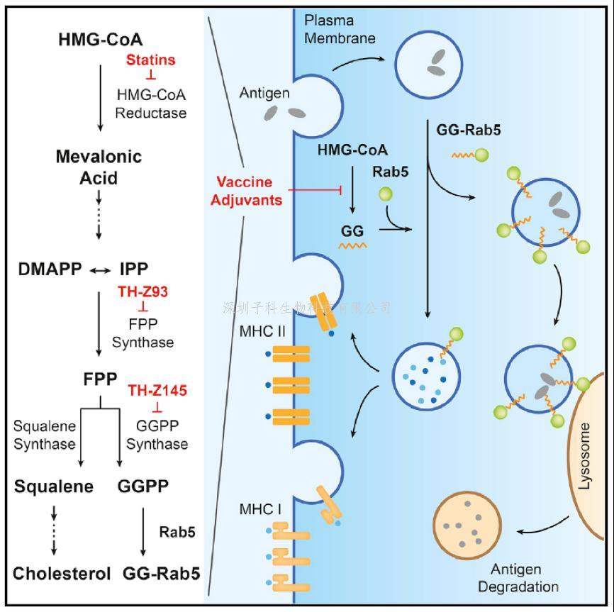 清华大学药学院发表Cell文章：甲羟戊酸通路抑制剂作为疫苗佐剂的新机制