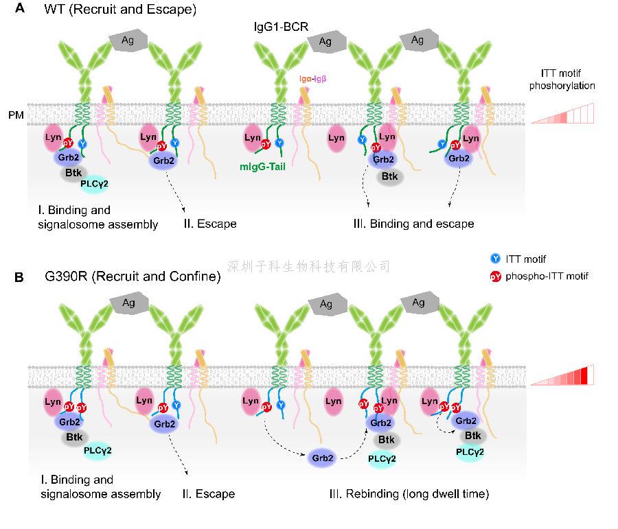 清华大学刘万里发表Science文章：调控B淋巴细胞活化和分化的新机制