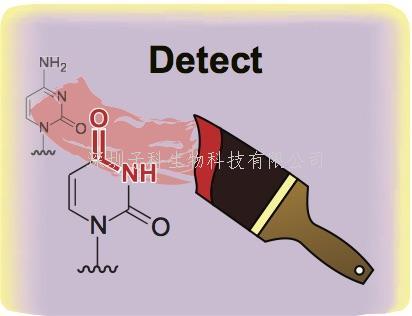 Nature子刊：改进几十年前的新方法 破译DNA表观遗传密码