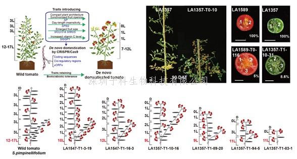 两篇Nature Biotechnology发布中科院基因编辑研究新成果