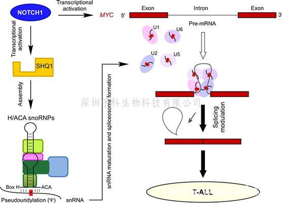 武汉大学Nature子刊发文：RNA异常剪接在癌症中作用新机制