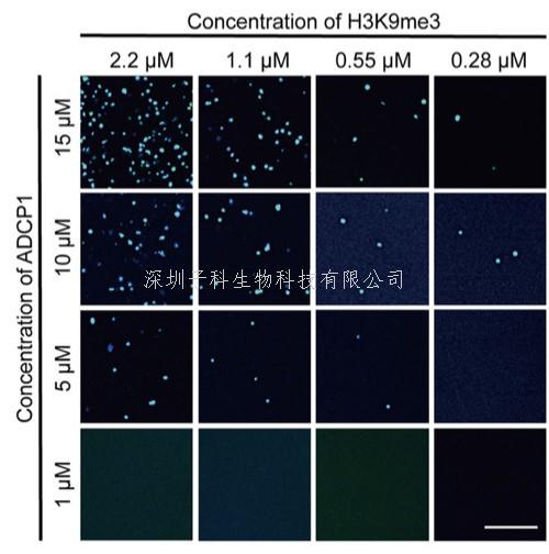 Cell Research：一类全新植物异染色质蛋白