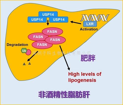 湖北理工学院发表Nature子刊文章：去泛素化酶的重要新作用