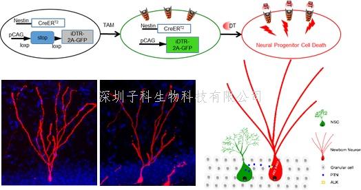 Neuron：成体神经干细胞促进其子代新生神经元发育调控机制