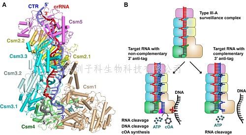 中国学者最新Cell文章：III型CRISPR-Cas系统免疫机制