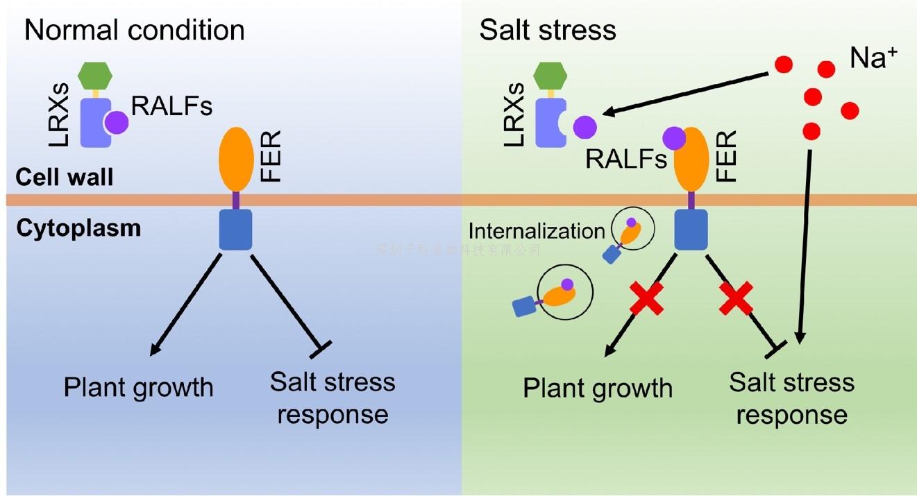 朱健康最新发表PNAS：细胞壁蛋白调控植物耐盐的新机制