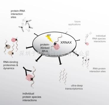 《Cell》新方式搜寻RNA-蛋白质网络