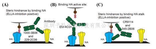 中山大学陈耀庆发文：流感HA-Stalk抗体发挥保护作用的另一种新机制