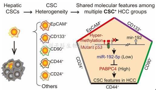 浙江大学Cancer Res发现了一条多类肝癌肿瘤干细胞阳性患者共有的通路