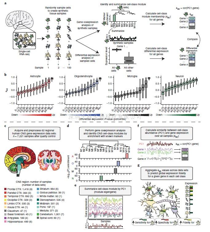 Nature子刊：新技术揭示神经细胞的核心转录特征