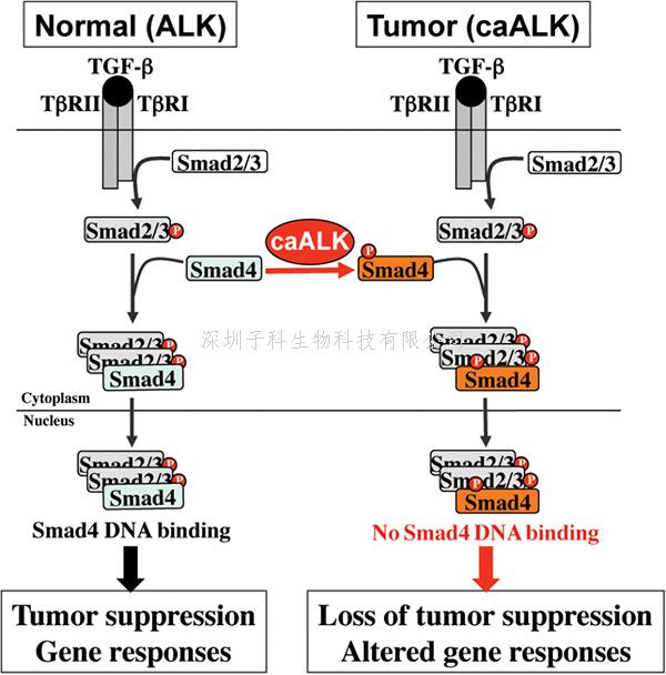 蛋白修饰导致经典癌症通路失活 Nature子刊发文阐明癌症发生的新机制