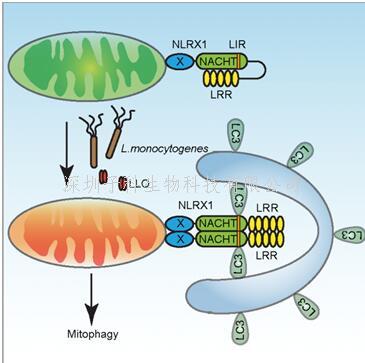 Nature Immunology：李斯特菌劫持巨噬细胞线粒体自噬新机制