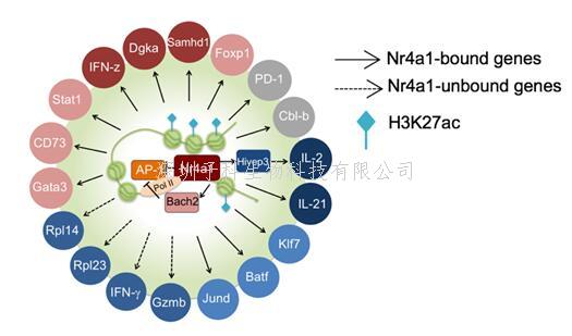 陆军军医大学，清华大学最新Nature：T细胞功能调控的关键转录因子