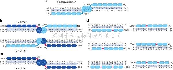 Nature Communications：第二代的锌指核酸酶技术