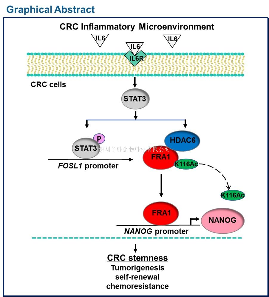 Oncogene：肿瘤微环境的炎症因子如何促进癌症干性和恶性发展