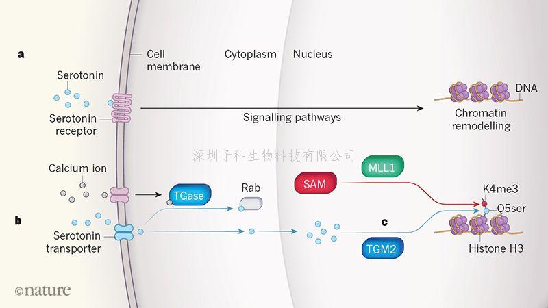 Nature：跨国研究最新发现5-羟色胺可以指导基因表达！