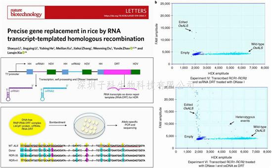 中国学者Nature Biotechnology首次使用RNA模板实现同源重组修复