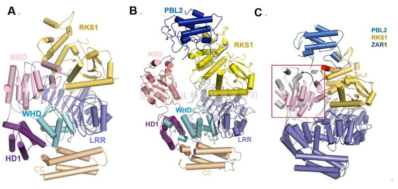 清华大学，中科院背靠背两篇Science 取得植物免疫研究领域重大突破