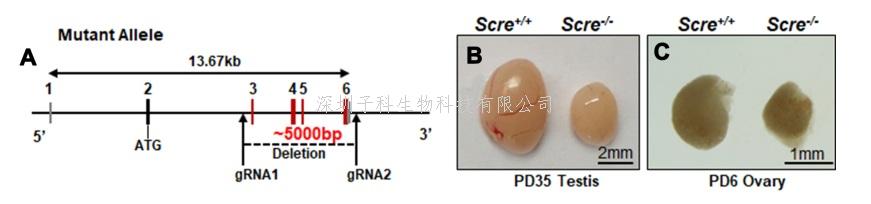 陈子江教授团队发现不孕不育关键新蛋白