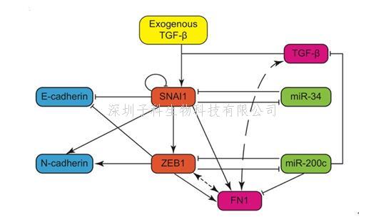 Nature子刊：竞争性内源RNA直接调控上皮间质转化的动态过程