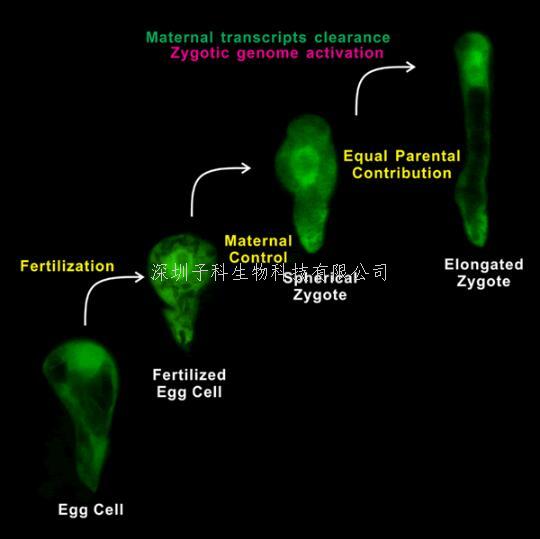 武大生科院发表Developmental Cell 攻克植物早期胚胎发生过程中长期难题