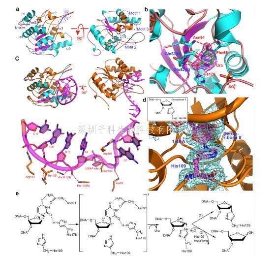 中山大学生科院Nature子刊发现非典型尿嘧啶DNA糖基化酶UdgX的催化过程