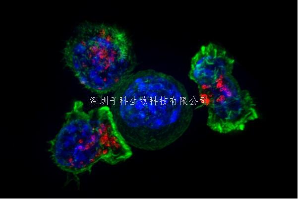 Nature又一意外新发现：明星抑癌基因BRCA1的作用新方式