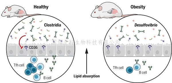 Science：肠道中少了这种细菌，你就会变胖