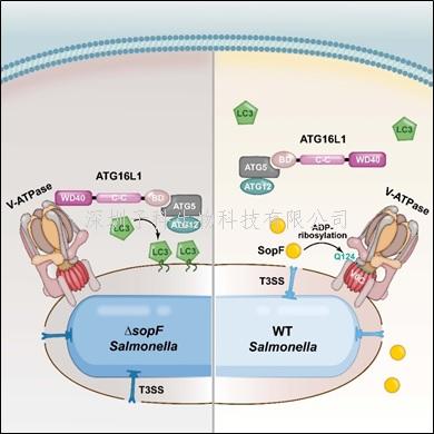 NIBS邵峰最新发表Cell文章：利用沙门氏菌效应蛋白揭示异源自噬机制