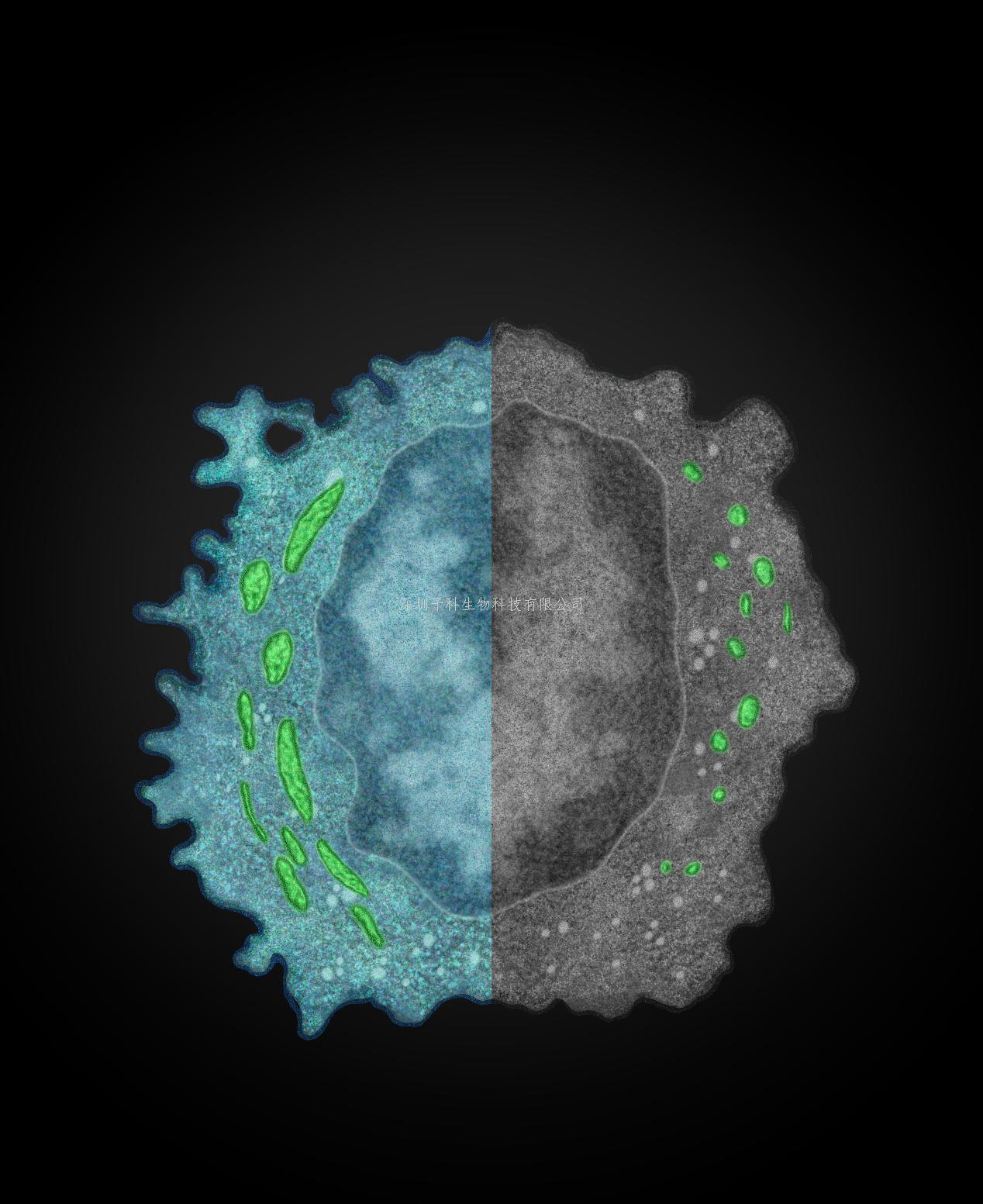 中国科技大学Nature Immunology发文：癌细胞逃脱自然杀伤细胞免疫监视的新机制