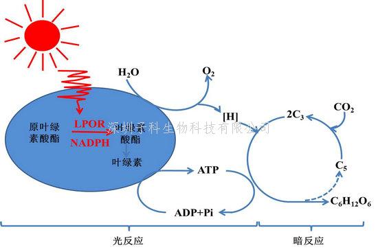 中国农业科学院发表Nature文章：首次揭示叶绿素合成关键酶晶体结构