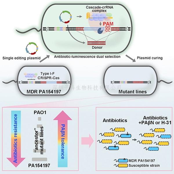 中科院，香港大学合作发文：利用高效简便的基因编辑系统研究多重耐药