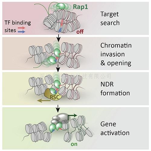 Molecular Cell：先锋转录因子如何启动基因表达的第一步